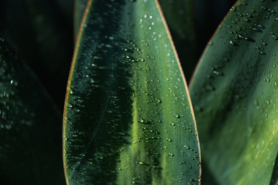 Met een grote plant voor binnen krijgt je huis meteen sfeer