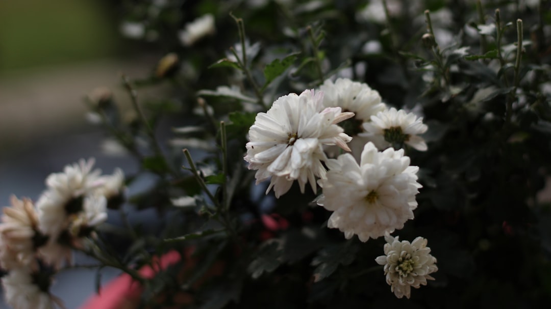 Een gezellige tuin met de mooiste tuin decoratie