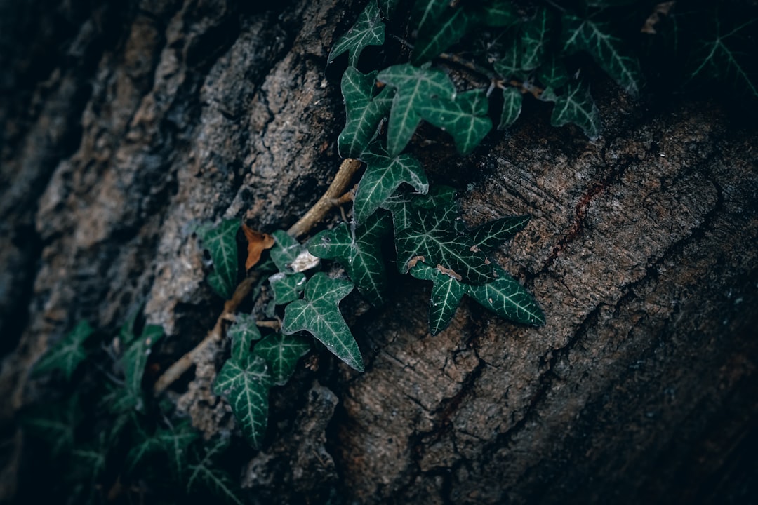 Groene blikvanger in huis en tuin: De veelzijdigheid van de ivy plant