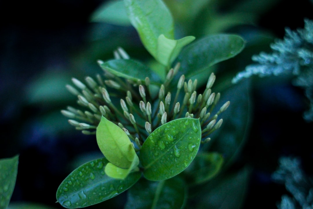 Zo verzorg je een calathea plant voor gezonde bladeren