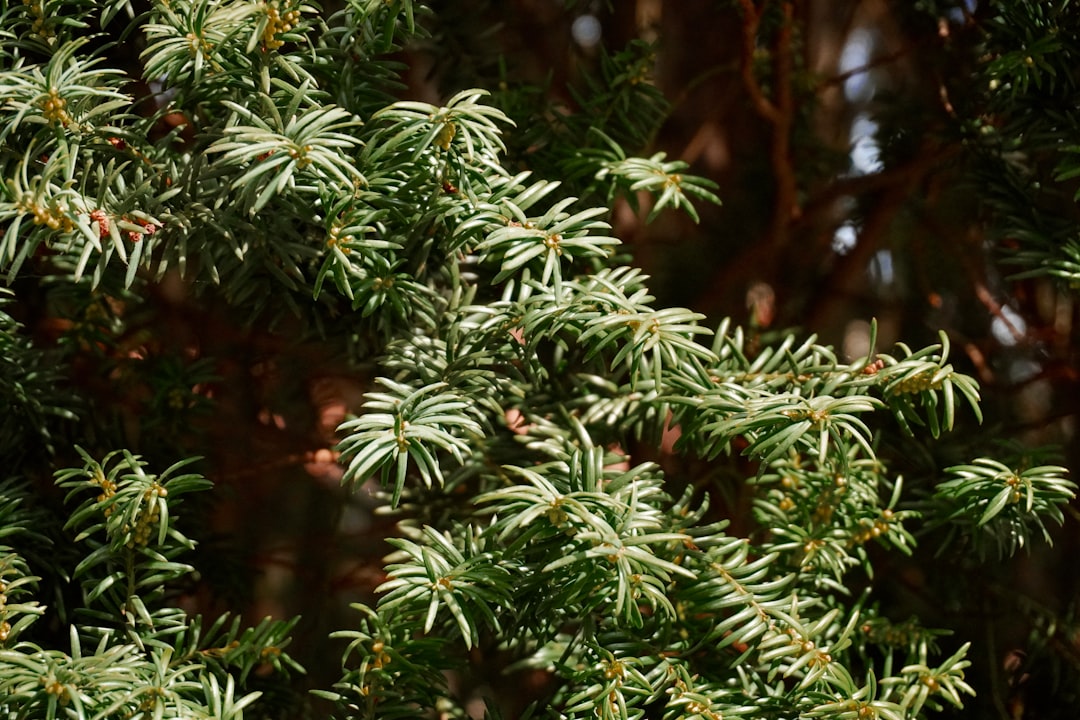 Eucalyptus als kamerplant: frisse blaadjes in huis