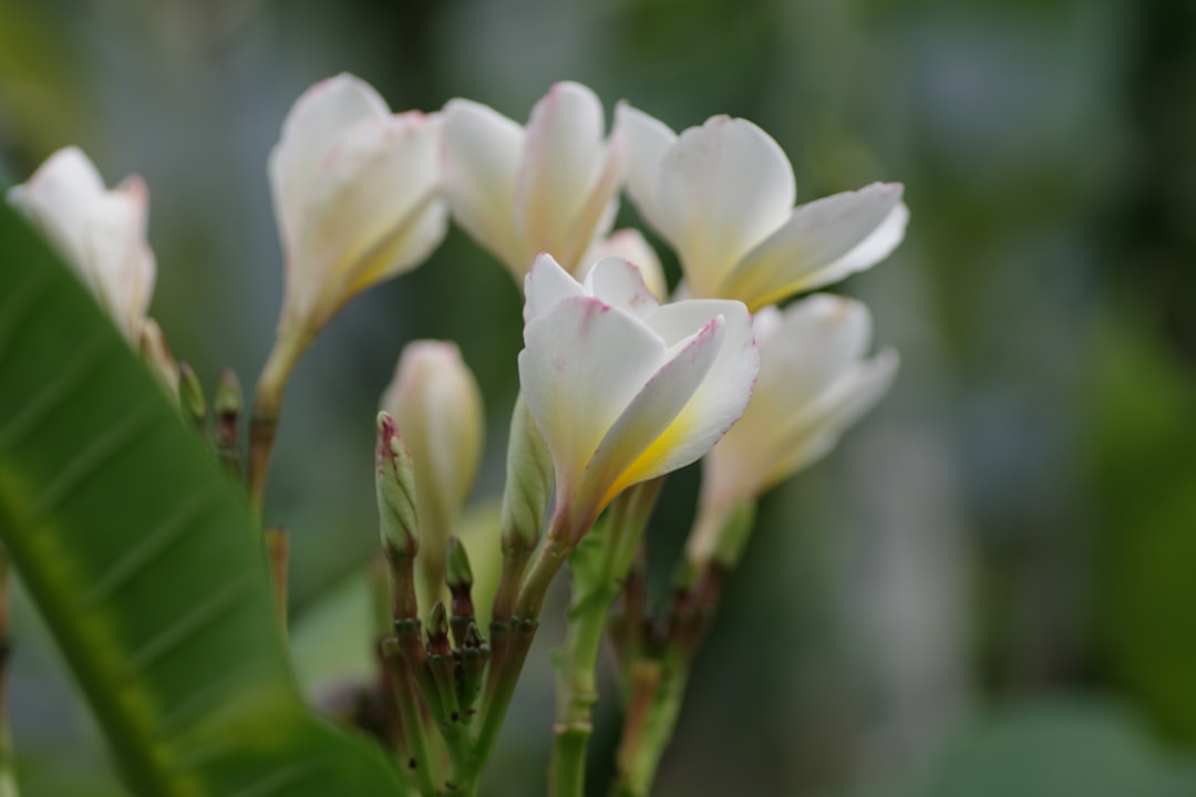 Magnolia takken geven een frisse lentestart in huis