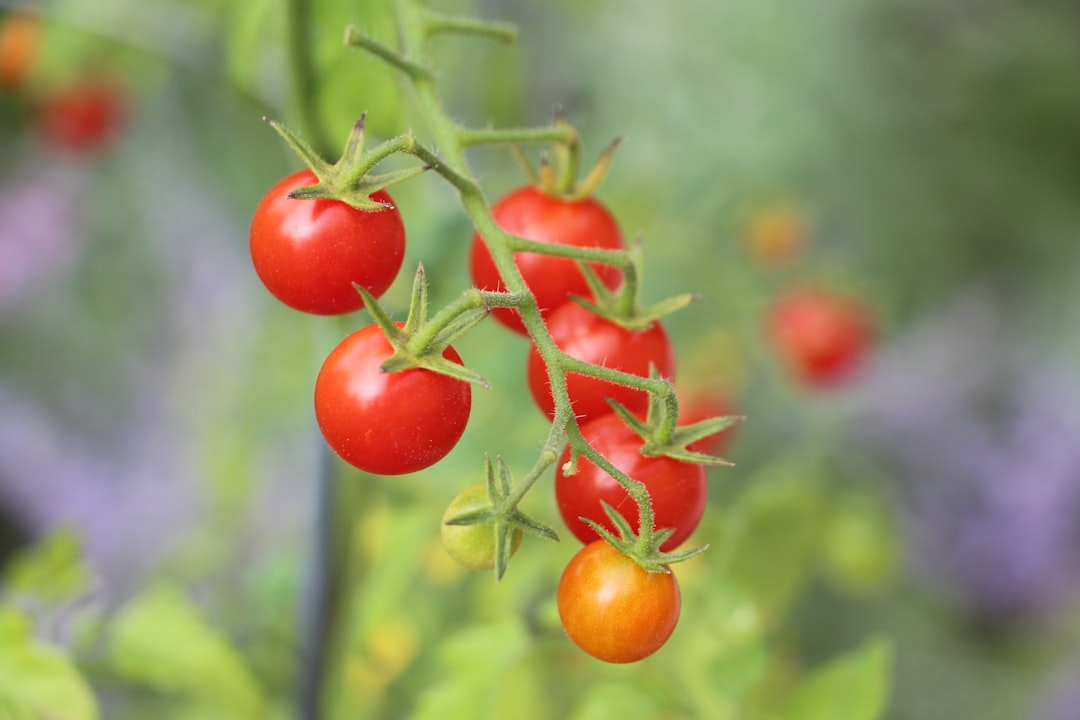 Zo verzorg je een sterke en gezonde tomatenplant