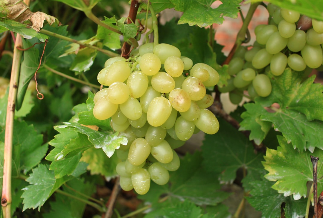 Zelf wijn maken van eigen druiven: een smakelijk avontuur in je tuin
