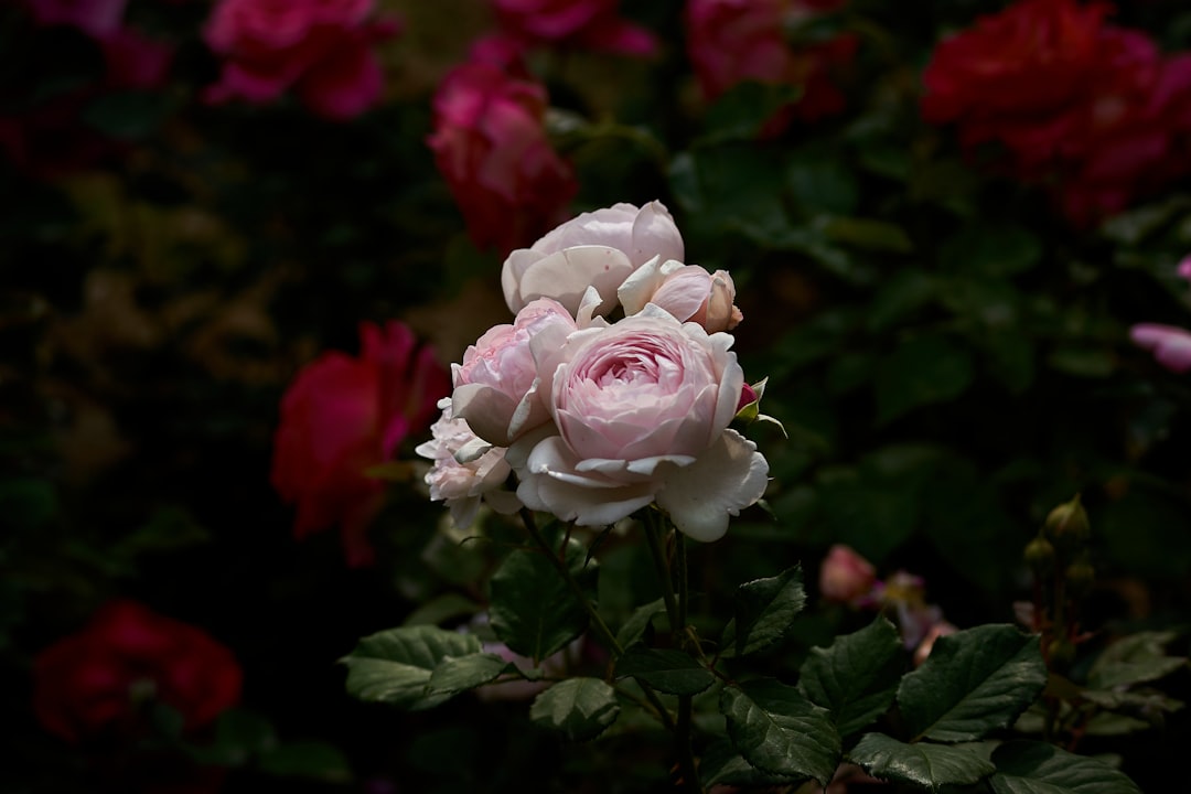 Nieuwe rozen laten groeien uit een boeketroos: zo doe je dat