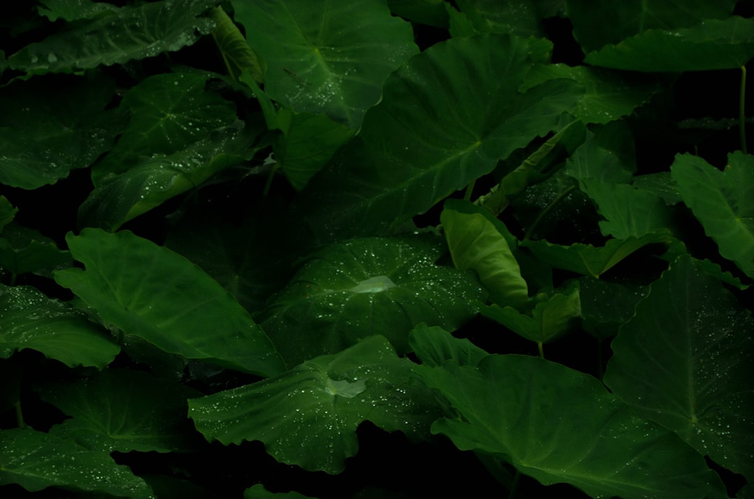 De komkommer plant: fris en makkelijk voor elke tuin