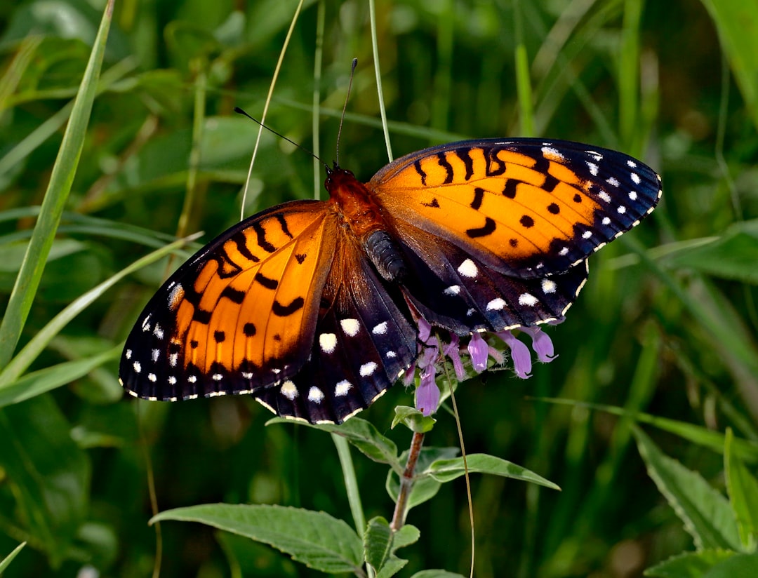 Prachtige kleuren en vormen: bijzondere vlinders in Nederland