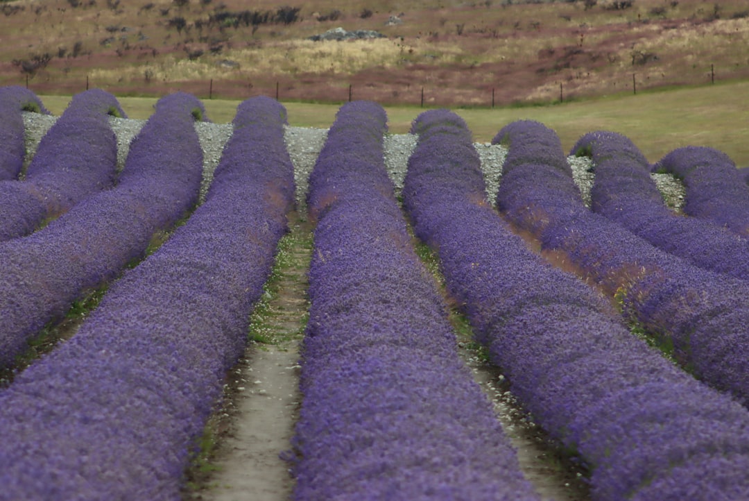 Nieuwe kansen voor een verwaarloosde lavendel: zelf herstellen door snoeien