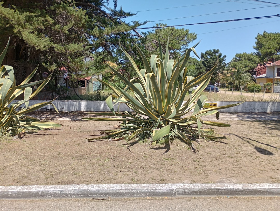 Een eigen ananas plant in huis: alles wat je moet weten