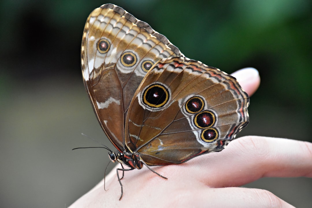 De grootste en mooiste vlinder ter wereld: een wonder uit de natuur