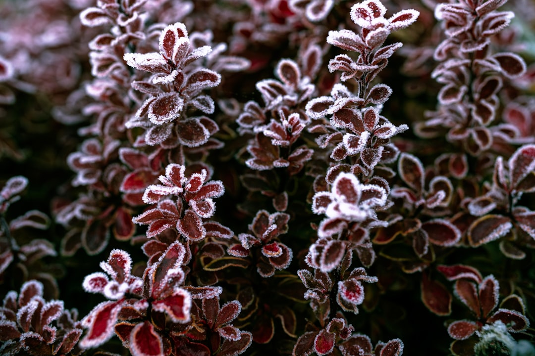 Zo krijg je nieuwe planten door geranium stekken