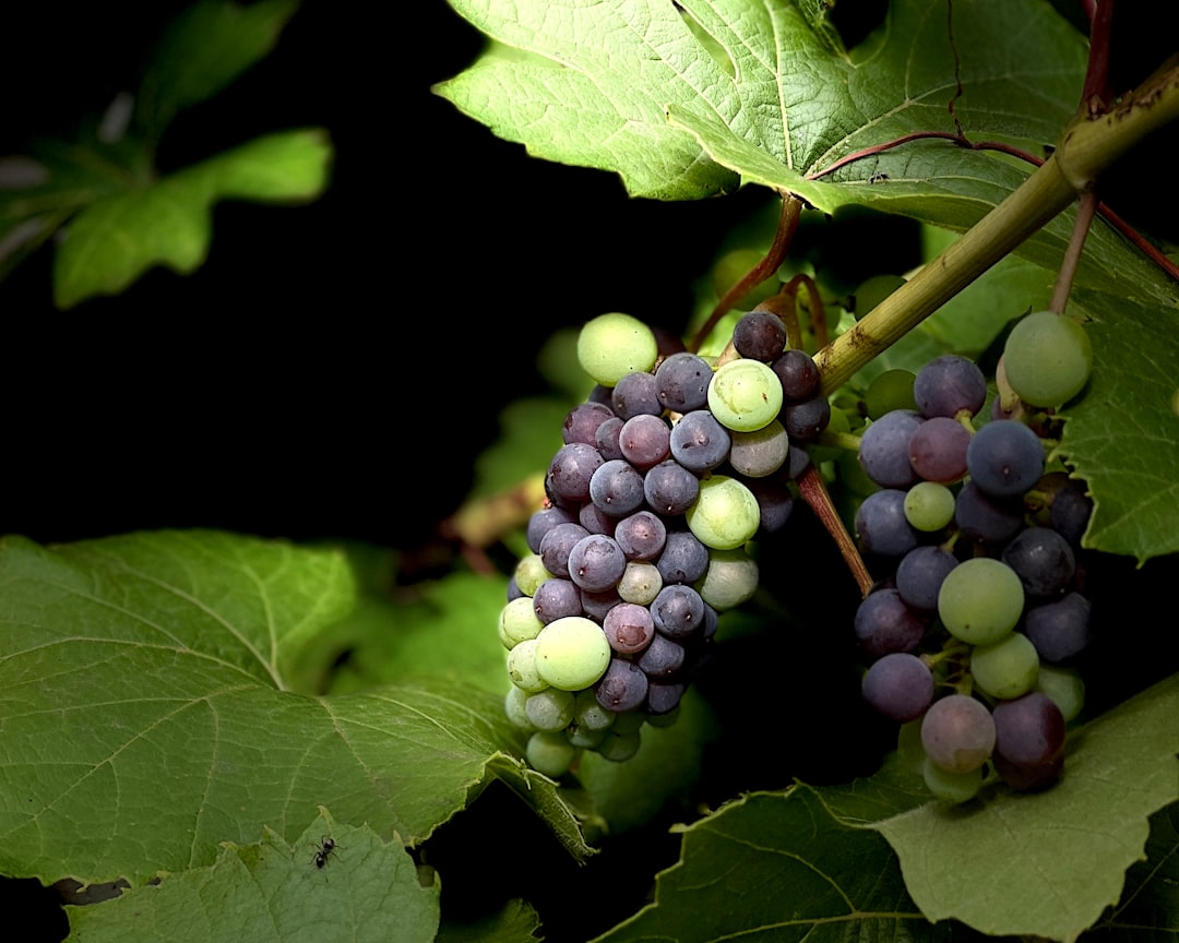 Zelf wijn maken van druiven uit de tuin geeft extra plezier aan je oogst