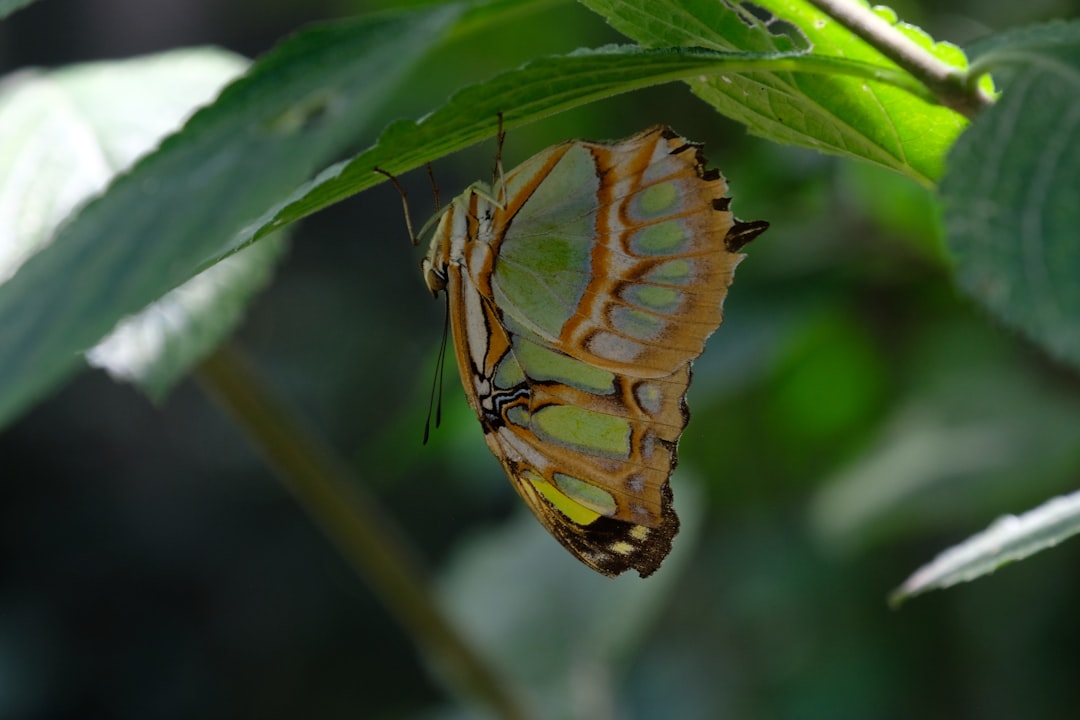 Mooie vlinders: kleurige bezoekers in de natuur en de tuin