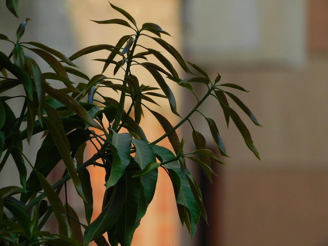 Fuchsia plant brengt kleur in elke tuin