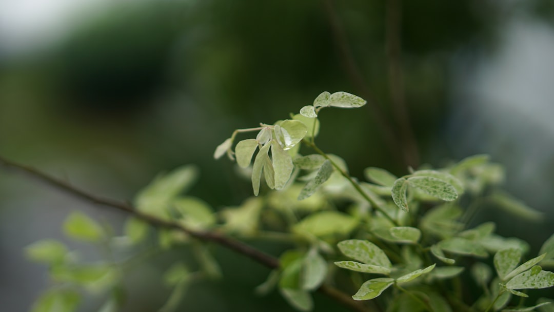 Het bijzondere verhaal van de vanille plant