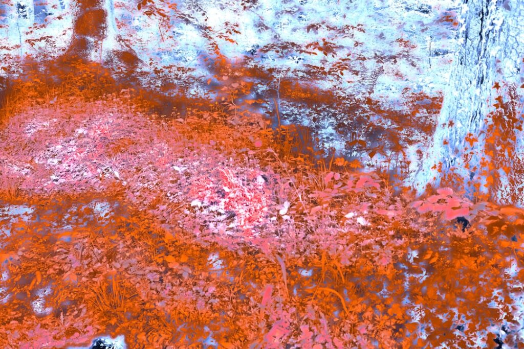 Zo verzorg je een cyclaam: van frisse bloemen tot stevige bladeren