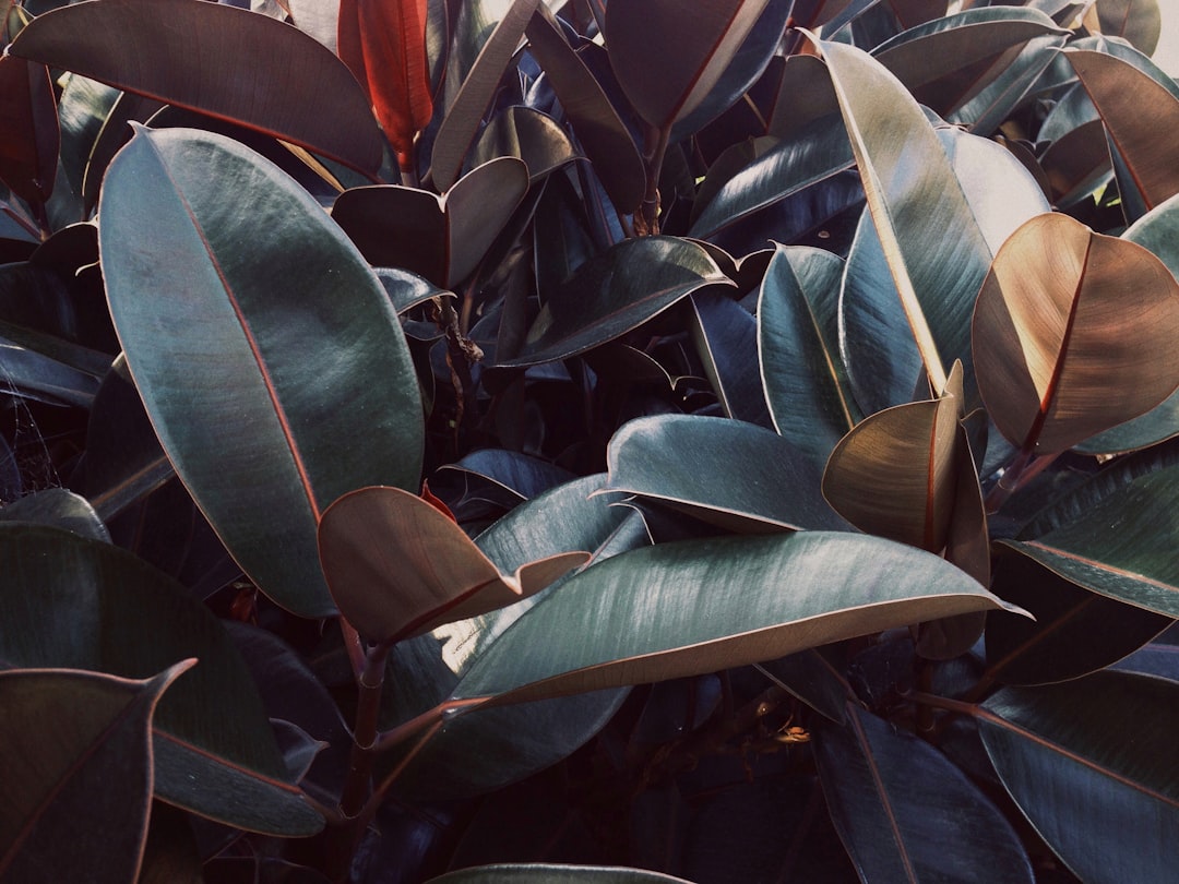 De sterke en groene wereld van de rubber plant