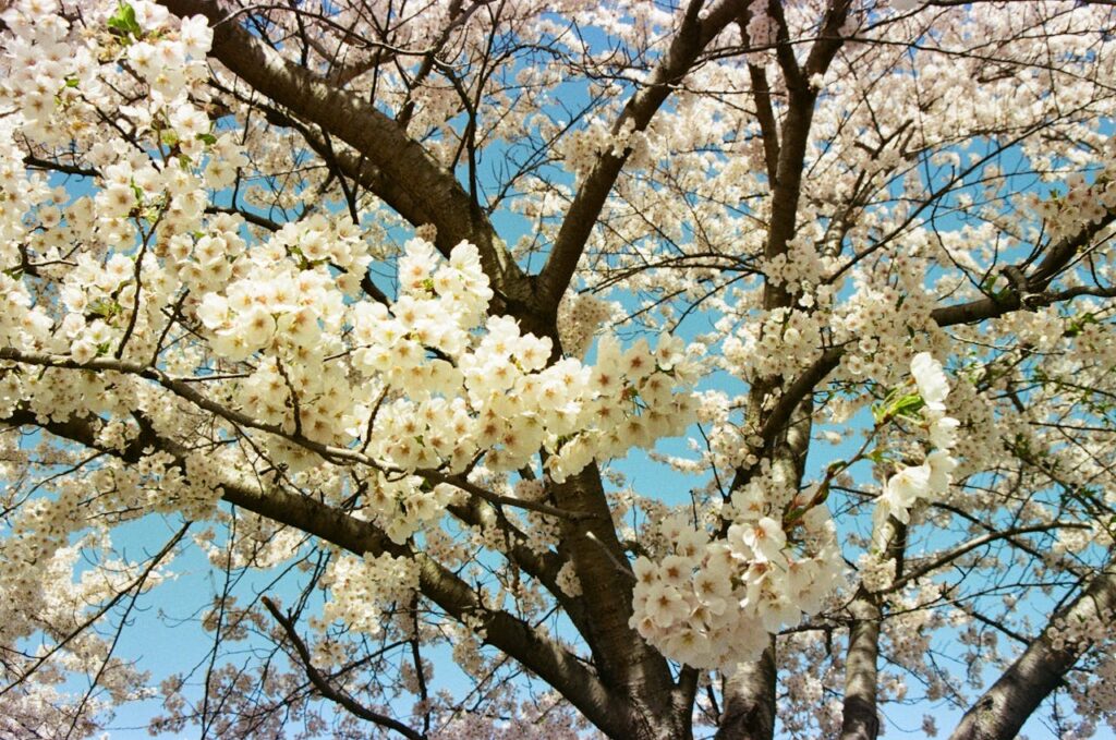 De rust en schoonheid van Japanse planten in je tuin