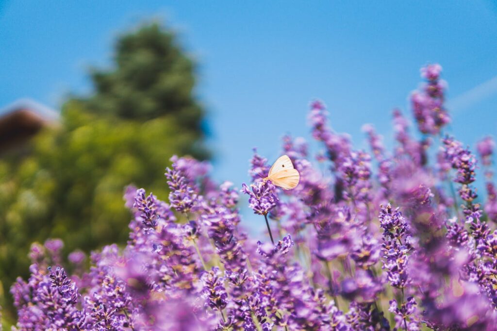 Het juiste moment voor lavendel planten in jouw tuin